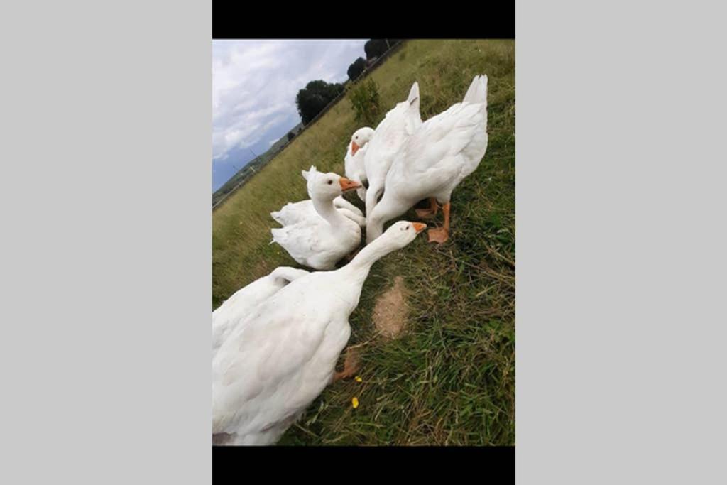 Stones Cottage Farm, Nr Haworth, Family Friendly, Work Friendly, Gaming Barn, Crafting, Free Wifi, Free Parking, Ev Point อ็อกเซนโฮป ภายนอก รูปภาพ